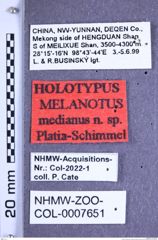 Etikette zu Melanotus medianus (Platia & Schimmel, 2001) (NHMW-ZOO-COL-0007651)